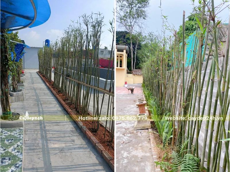 Trúc Cần Câu trồng viền, tạo hàng rào đẹp cho không gian