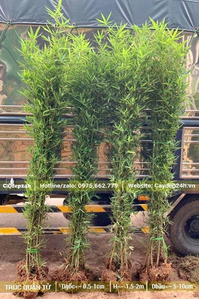 Những khóm Trúc Quân Tử chiều cao khoảng 1m5