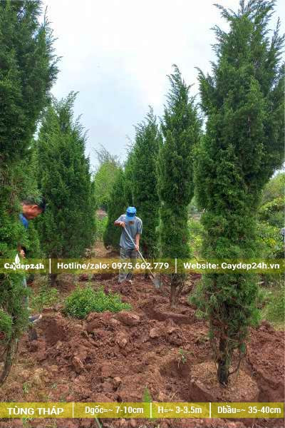 Bó gọn cành tán và bứng bầu cây Tùng Tháp cao khoảng 4m