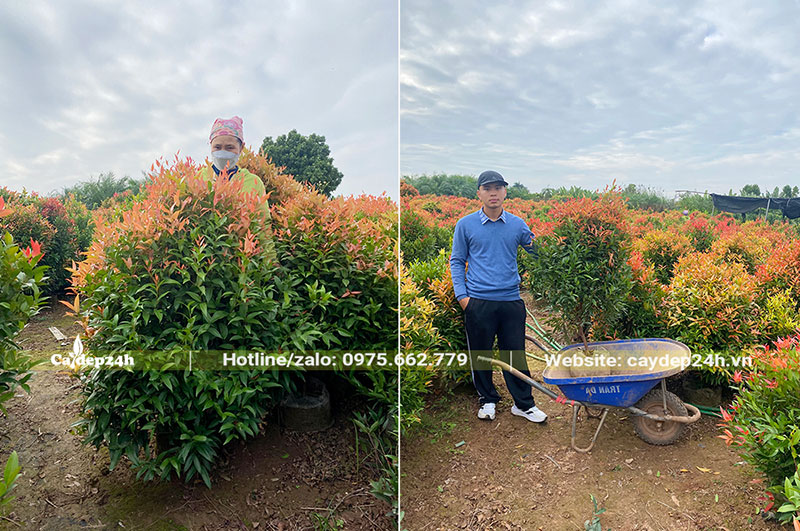 Xếp cây Hồng Lộc công trình lên xe rùa để dễ di chuyển trong vườn