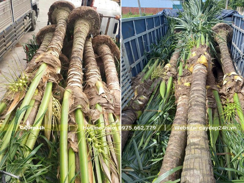 Xếp hàng chục cây Dừa to lớn lên thùng xe kéo để chuyển cho khách hàng