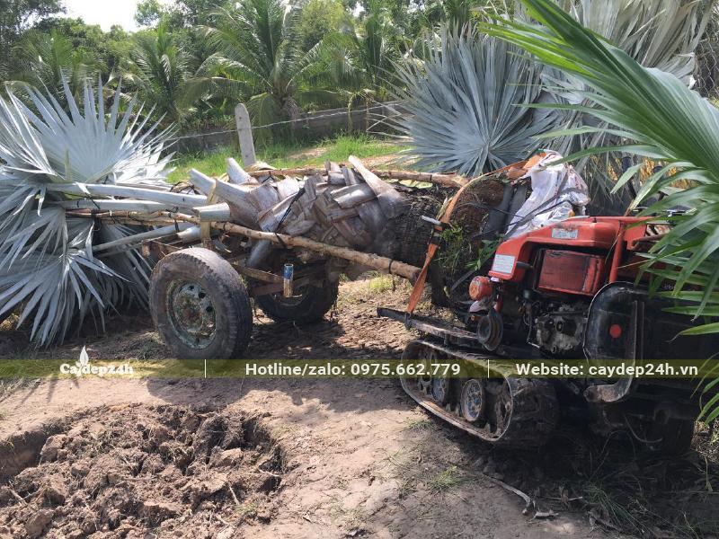 Dùng xe công nông để chuyển cây Kè Bạc từ vườn ra xe công