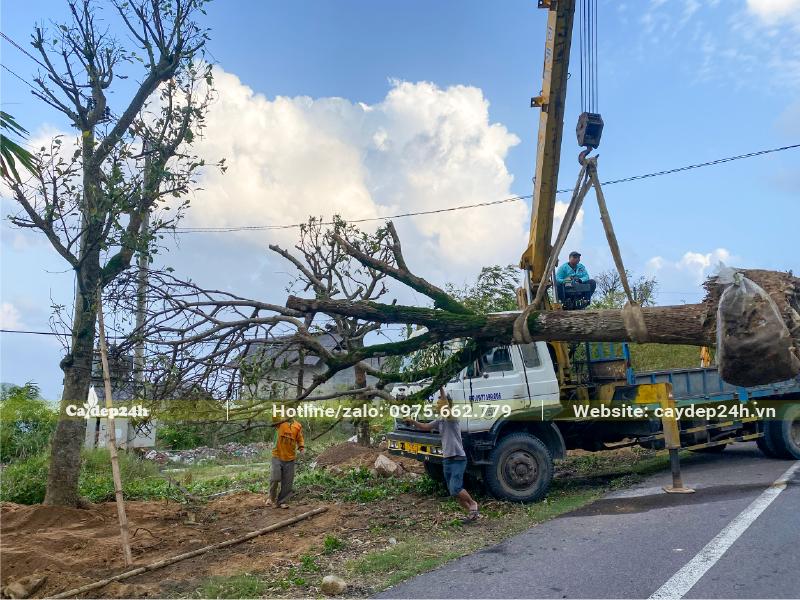 Cần cẩu đang nâng cây hoa Lộc Vừng cổ thụ đường kính gốc gần 40cm lên xe