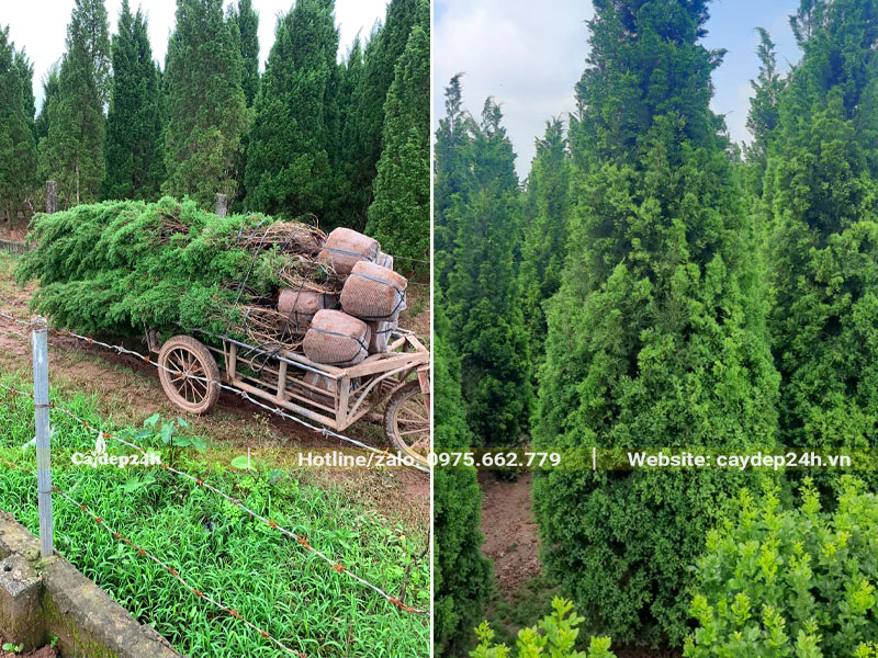 Mua và chọn cây Tùng Tháp tại vườn, chiều cao từ 3 - 4m