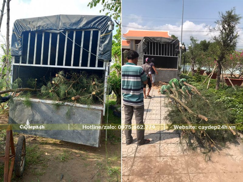 Chuyển cây Phi Lao từ nhà vườn đến tận tay khách hàng