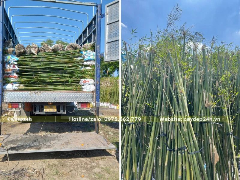 Bán và trồng cây Trúc Cần Câu từ a-z