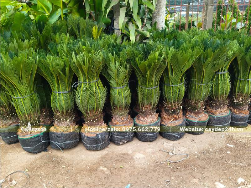 Hàng chục cây Vạn Tuế lộ thân 15 - 20cm