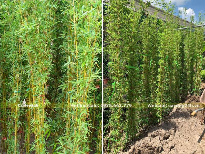 Những cây Trúc Quân Tử xếp đứng cạnh nhau tạo nên giá trị thẩm mỹ tuyệt vời