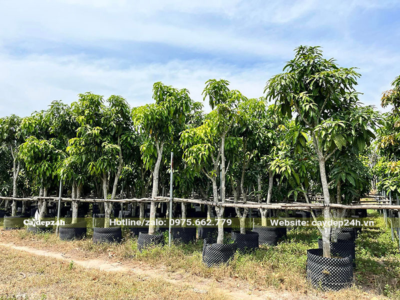 Vườn dâm ủ Xoài công trình số lượng lớn, đk gốc từ 15cm trở lên