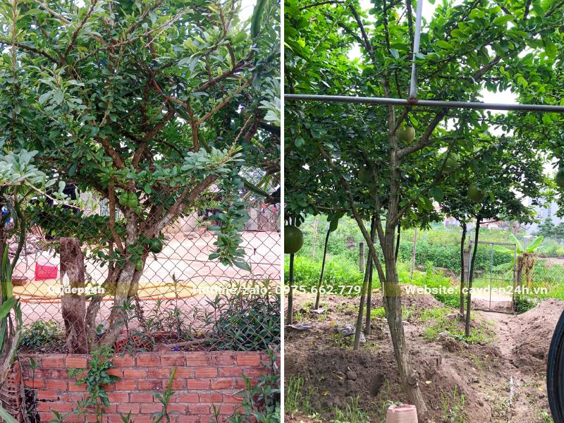 Cây lâu năm, tán lớn, đánh thẳng bầu