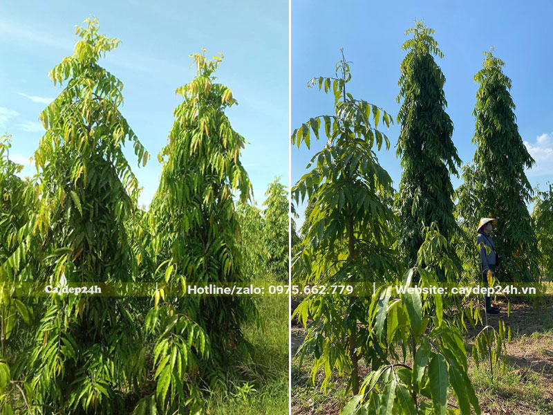 Nhà vườn trồng cây Hoàng Nam quy mô lớn