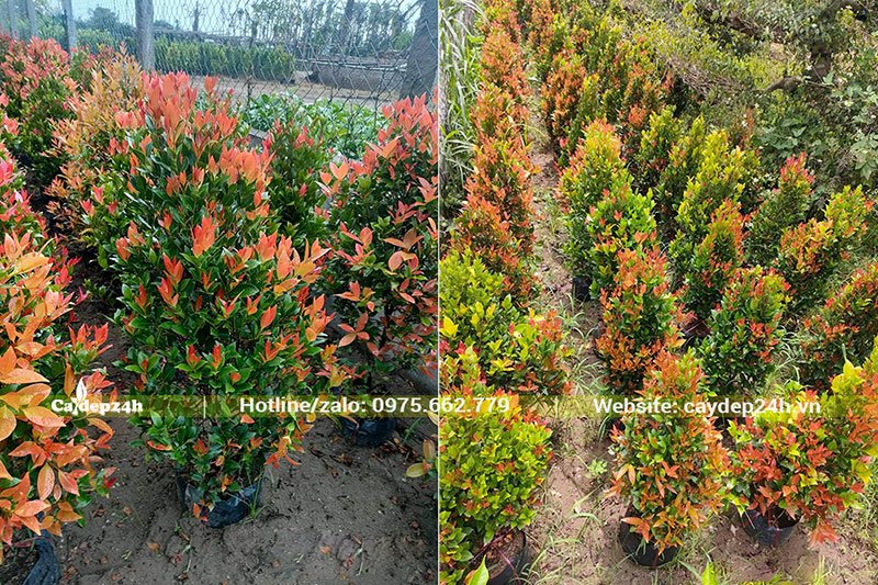 Vườn Hồng Lộc cao 1m, những búp lá màu đỏ vươn lên vô cùng rực rỡ