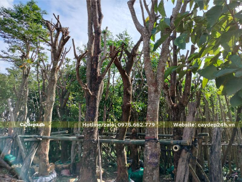 Dâm ủ những gốc Lộc Vừng "khủng" đường kính 25cm trở lên