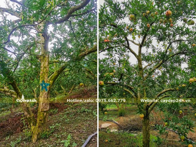 Vườn cây Lựu công trình chiều cao từ 4 - 5m, đường kính gốc từ 15 - 25cm