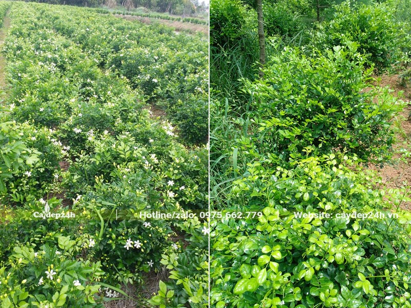 Vườn trồng và bán số lượng lớn cây Nguyệt Quế cao 50cm