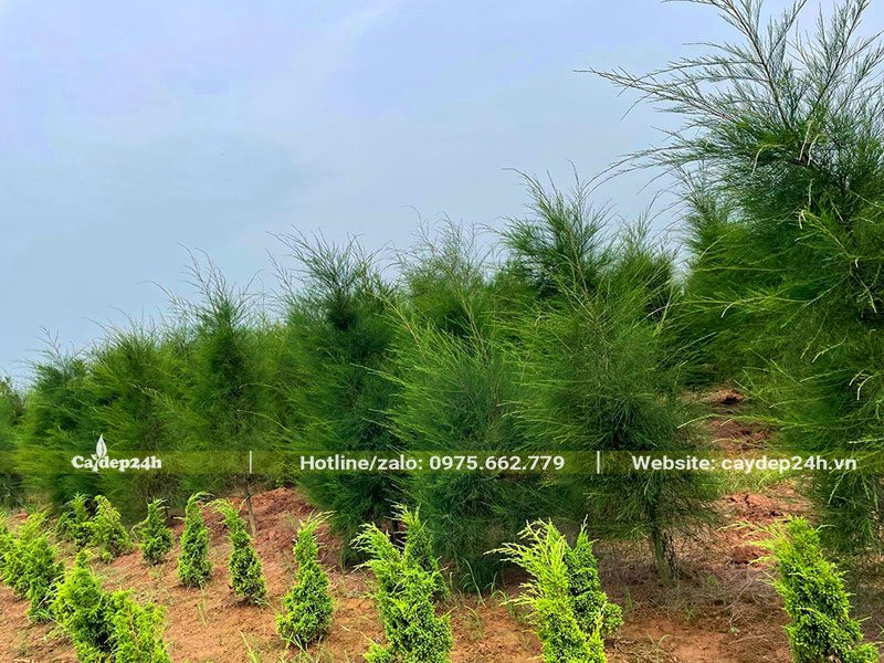 Những hàng Phi Lao giống đk gốc 3 - 4cm tại nhà vườn
