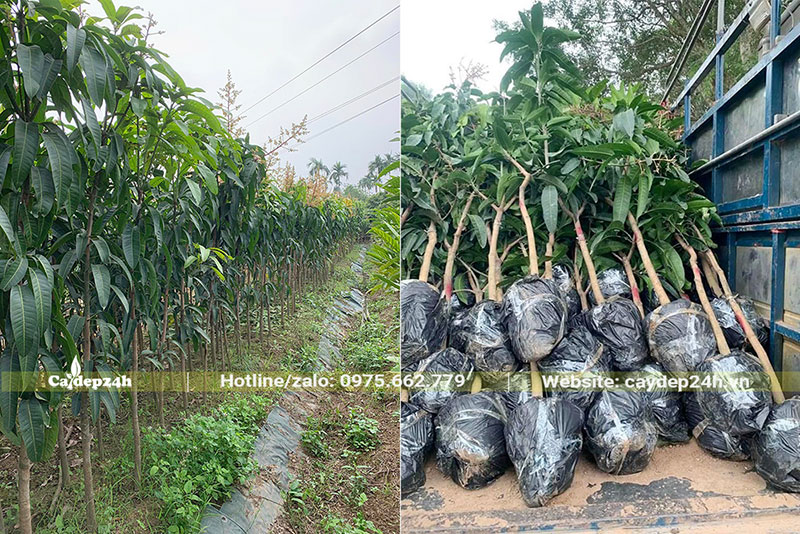 Mua cây Xoài Giống bắt đâu cho hoa