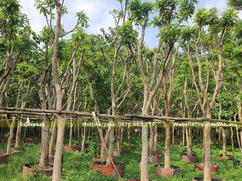 Vườn dâm ủ số lượng lớn cây Lộc Vừng đk gốc 10cm