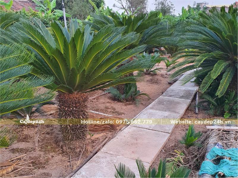 Vạn Tuế lâu năm, tán lá đẹp, thân đường kính 25cm
