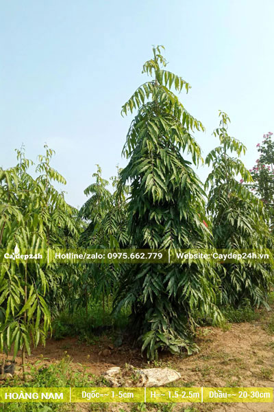 Vườn trồng số lượng lớn cây Hoàng Nam công trình, kích thước đa dạng, chiều cao từ 2 - 3m