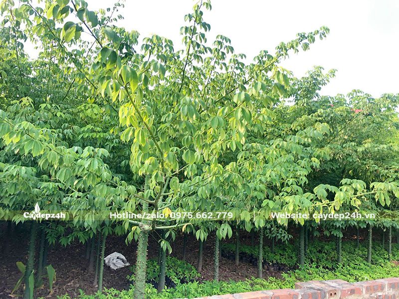 Vườn ươm trồng và dưỡng cây Mỹ Nhân công trình lâu năm