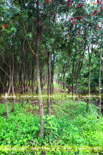 Vườn cây Liễu Đỏ đk gốc 5cm, chiều cao khoảng 4m