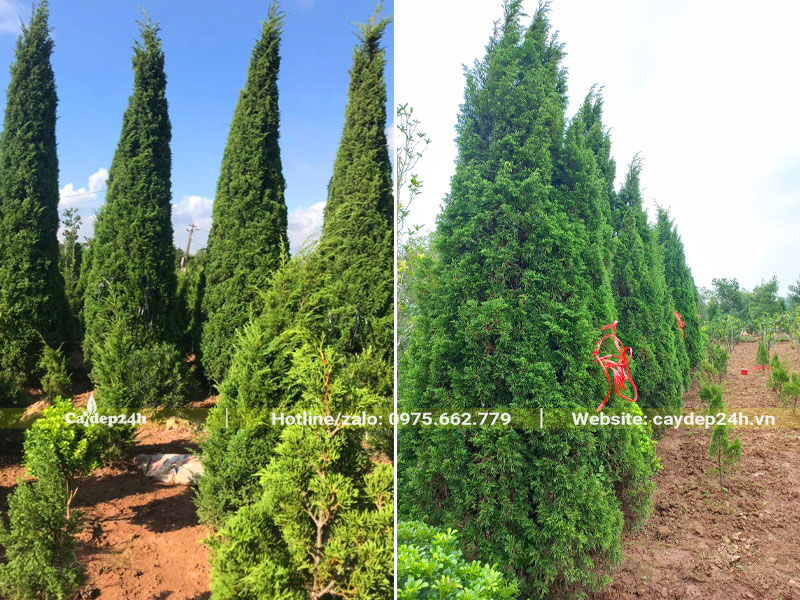 Vườn trồng và dưỡng cây Tùng Tháp lâu năm