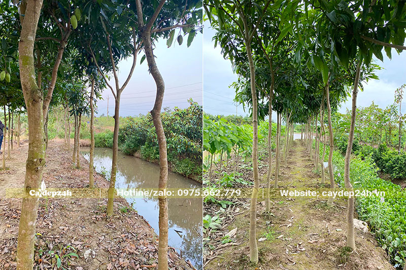 Vườn chuyên canh cây Xoài, trồng thành từng hàng thẳng tắp