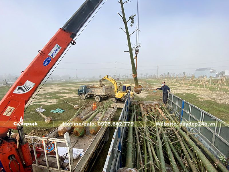 Với kích thước cây lớn công nhân đang dùng xe có cần cẩu để di chuyển đảm bảo độ an toàn cho cả cây và người trồng