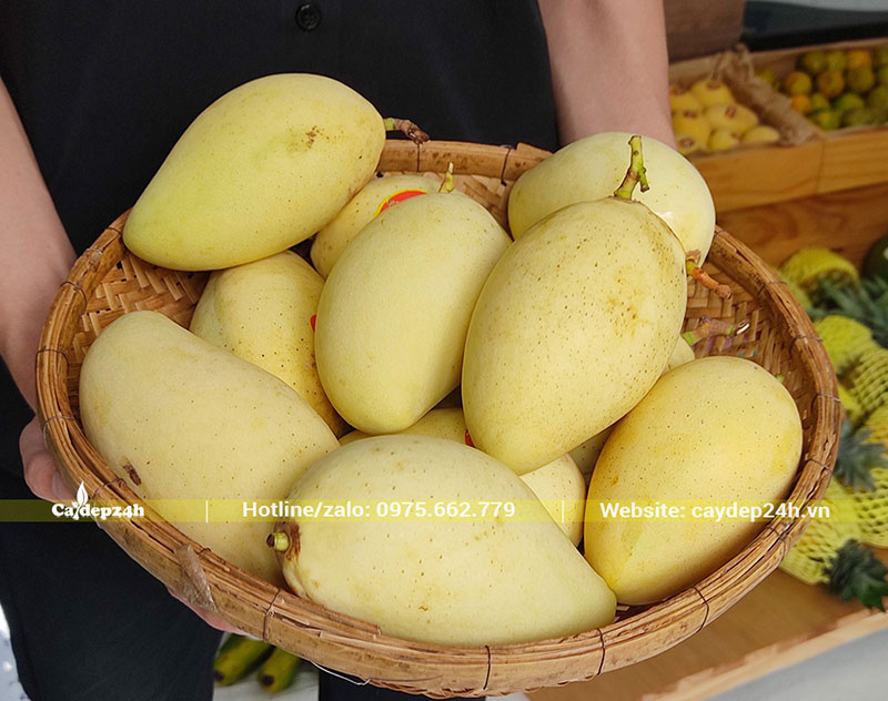 Mân Xoài Cát Chu mới thu hoạch, quả vàng ươm, kích thước đồng đều