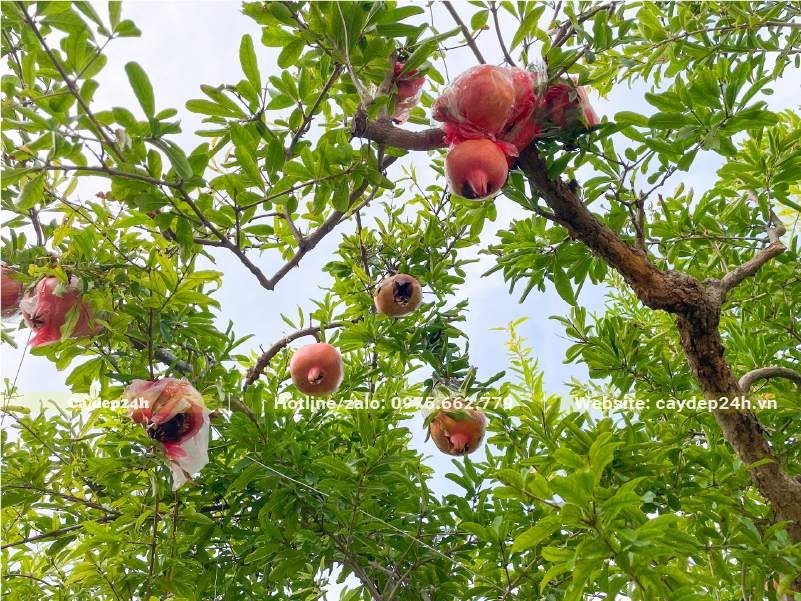 Mùa Lựu chín, trên cây treo đầy quả màu hồng, màu đỏ