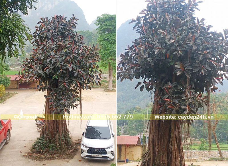 Hình ảnh cây Đa Búp Đỏ vanh 200, cao 5m trồng ở sân chùa