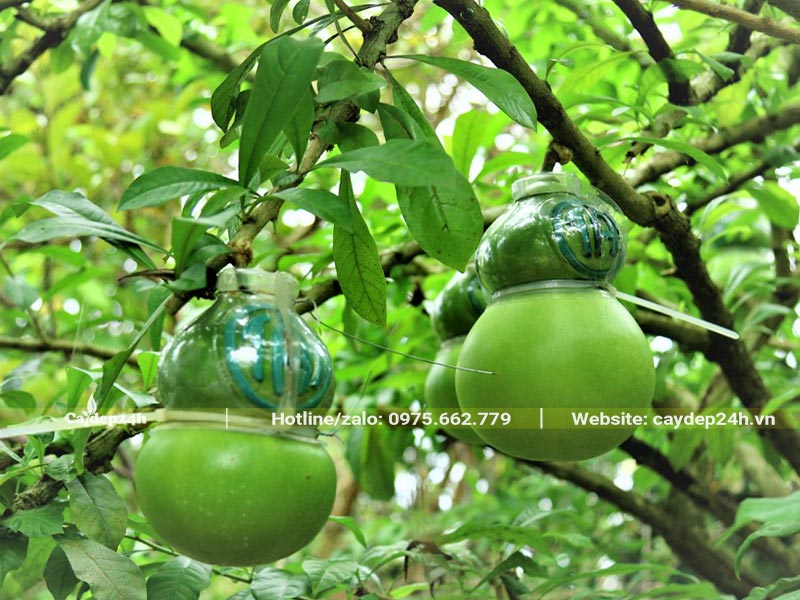 Quả Đào Tiên dùng khuôn nhựa để tạo thành hình hồ lô
