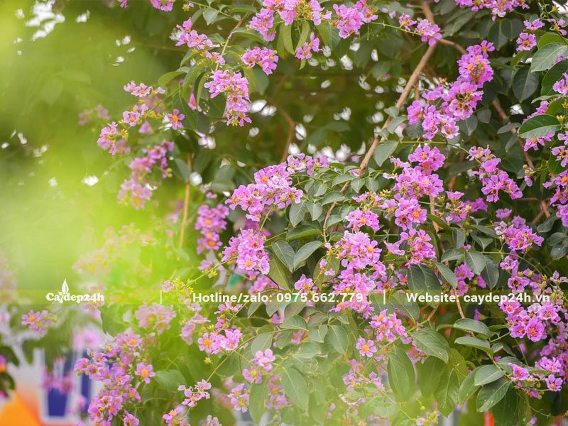 Cành hoa Bằng Lăng phủ đầy những chùm hoa màu tím nhẹ nhàng