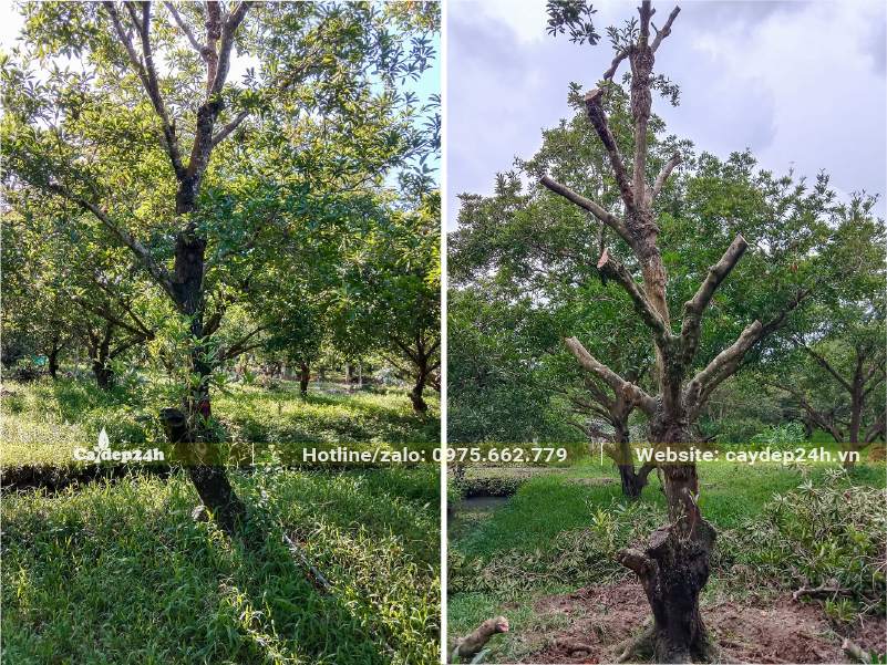 Vườn cây Hồng Xiêm lâu năm, gốc lớn, năng xuất cao, vừa mới tỉa tay cành