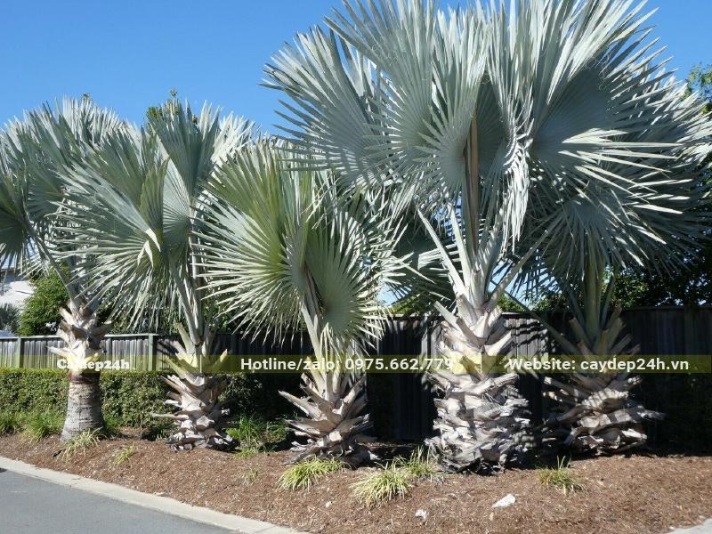 Hàng cây Kè Bạc dài trồng một resort nghỉ dưỡng