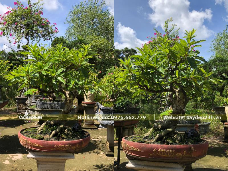 Chậu cây hoa Lộc Vừng bonsai cao 70 - 80cm