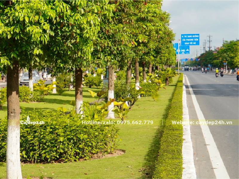 Hàng cây đẹp, trồng làm cây chủ đạo trên tuyến đường lớn ở Hải Phòng