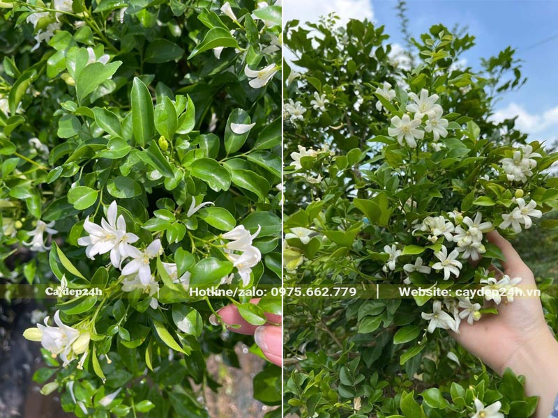 Cây Nguyệt Quế nở hoa trắng xinh đẹp