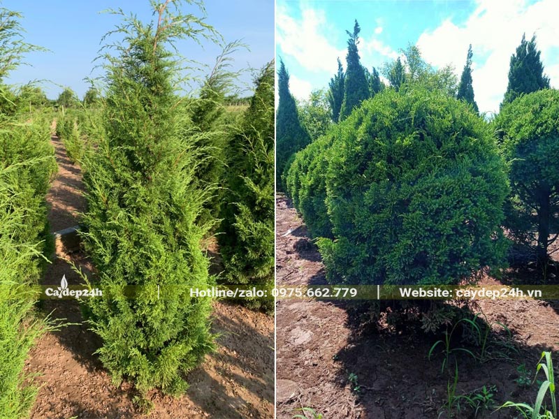 Cây Tùng dáng hình tháp và dáng tán tròn đẹp