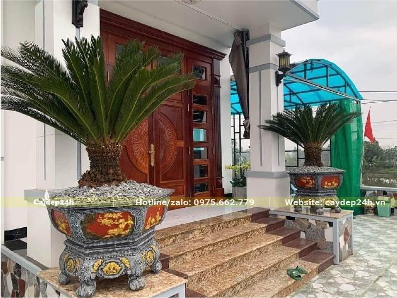 Cây Vạn Tuế cảnh trồng trong chậu đá đặt hai bên trước cửa nhà