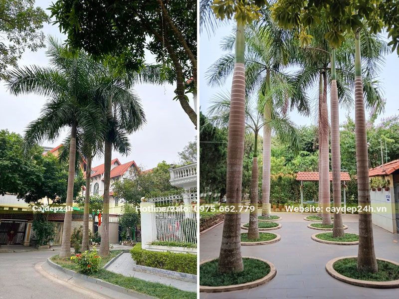 Trồng cây Cau Vua trước cổng và sân nhà biệt thự