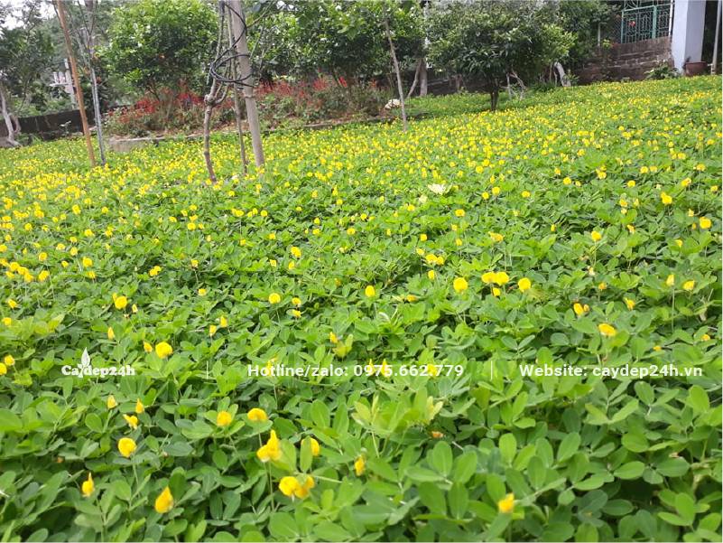 Cây Cỏ Lạc phủ kín nền đất tại một công viên
