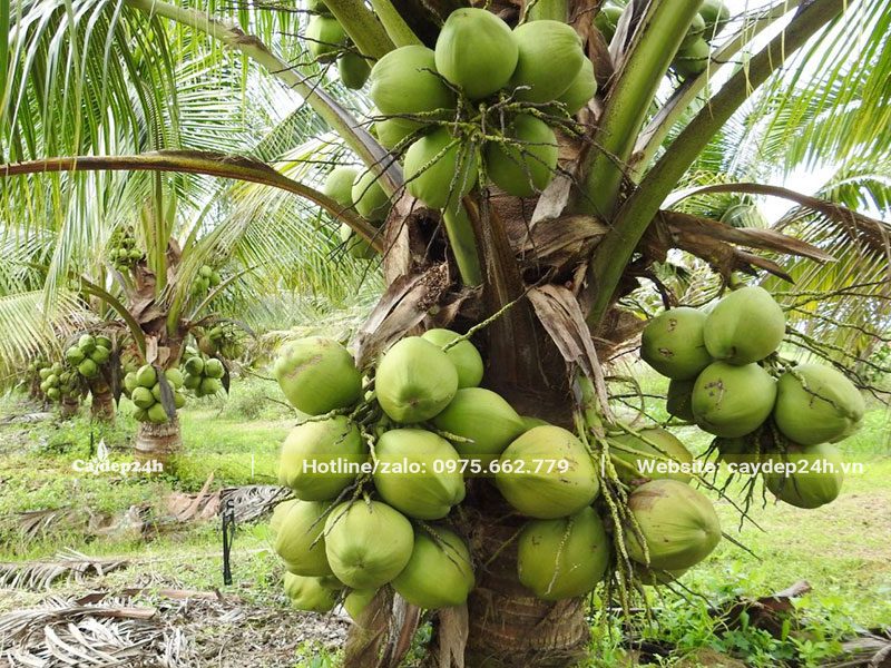 Cây Dừa thấp bé nhưng ra tới 5 - 6 buồng quả sai trĩu