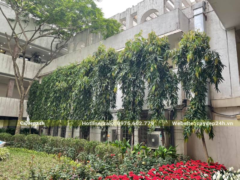 Hàng cây Hoàng Nam công trình cao 3m, đường kính gốc 5cm