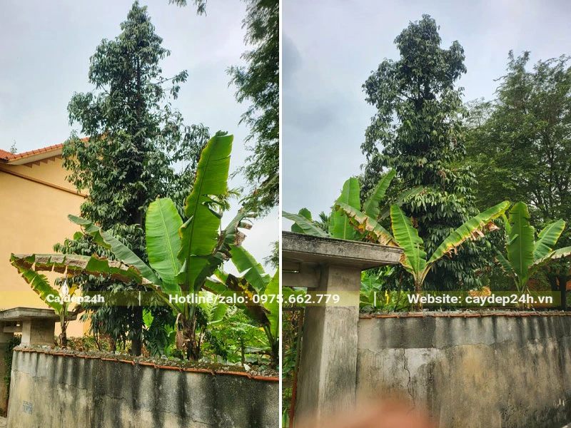 Cây Kim Giao đại thụ chiều cao khoảng 5,5 - 6m