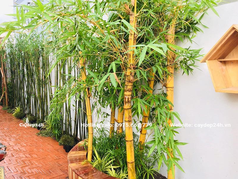 Khóm cây Tre Vàng trồng trong khuôn viên biệt thự