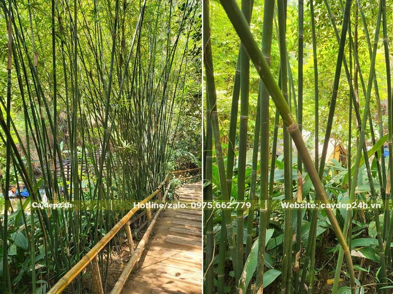 Những hàng Trúc Cần Câu cao vút, xanh tốt quanh năm