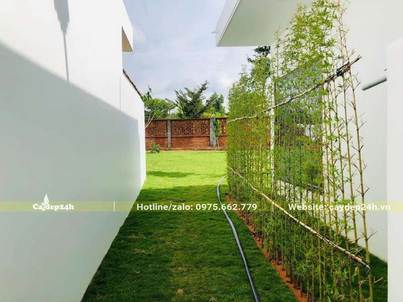 Trồng cây Trúc Quân Tử thành hàng rào bên cạnh nhà