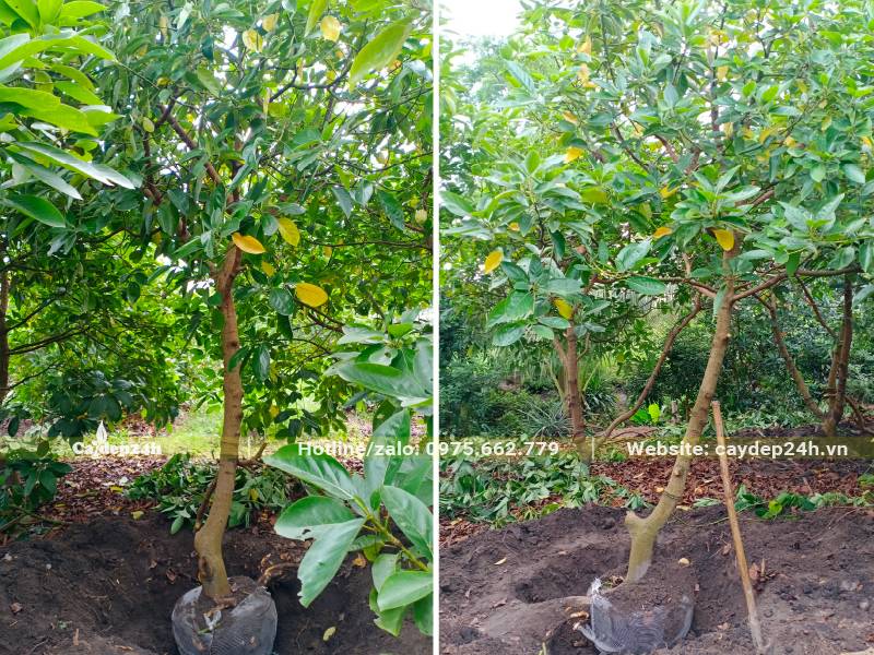 Bứng bầu số lượng lớn cây Bơ đường kính gốc 5cm